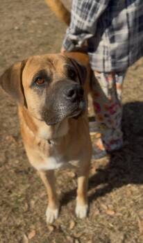 Bullmastiff Dogs Available for Adoption - Tiny The BIGGIE Sweetie | PetCurious