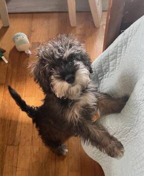 Schnauzer and Poodle Dogs Available for Adoption - Indie | PetCurious