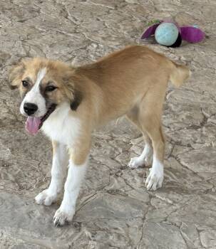 Sheldon — The Gentle One -  Great Pyrenees and Collie Dog for Adoption in Houston, Texas - Sheldon — The Gentle One | PetCurious