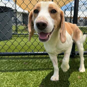 Cowboy aka ZJV4 - 0657 -  Beagle Dog for Adoption in Loxahatchee Groves, Florida - Cowboy Aka ZJV4 - 0657 | PetCurious