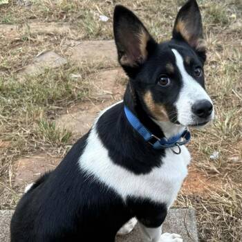 Nate -  Mixed Breed Dog for Adoption in Hopkinton, Massachusetts - Nate | PetCurious