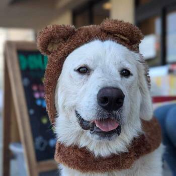 Great Pyrenees Dogs Available for Adoption - Kaia | PetCurious
