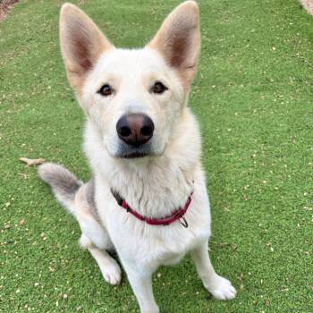 German Shepherd Dog and Husky Dogs Available for Adoption in Kerrville, Texas - Mack | PetCurious