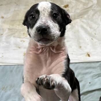 Jill -  Mixed Breed Dog for Adoption in Flagstaff, Arizona - Jill | PetCurious