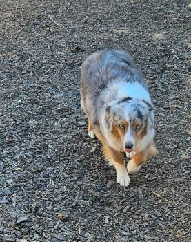 Zuma -  Australian Shepherd Dog for Adoption in Los Angeles, California - Zuma | PetCurious