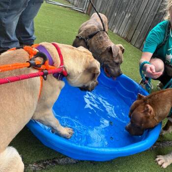 Callisto -  Terrier Dog for Adoption in St. Louis, Missouri - Callisto | PetCurious