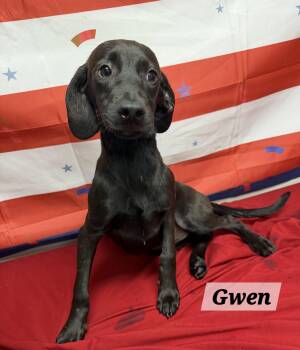 Gwen -  Dachshund and Pit Bull Terrier Dog for Adoption in Urbana, Ohio - Gwen | PetCurious