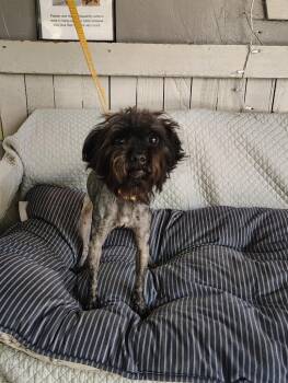 Muffin -  Shih Tzu and Maltese Dog for Adoption in Fort Worth, Texas - Muffin | PetCurious