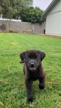 Duckie -  Black Labrador Retriever Dog for Adoption in Phoenix, Arizona - Duckie | PetCurious