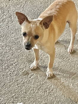 Rescue Chihuahua Dogs for Adoption in Chatsworth, Georgia - Sapphire | PetCurious