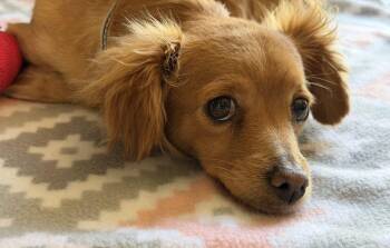 Lady -  Chihuahua Dog Available for Adoption in Canutillo, Texas - Lady | PetCurious