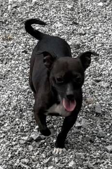Chihuahua and Mixed Breed Dogs Available for Adoption in Wilkesboro, North Carolina - Willow Skye | PetCurious