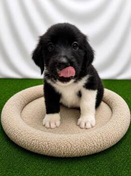 VidalSassoon -  Mixed Breed Dog for Adoption in Covington, Louisiana - VidalSassoon | PetCurious