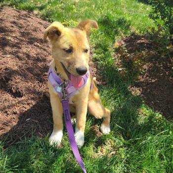 Retriever Dogs Available for Adoption in Falls Church, Virginia - Allure Pup: Honey Pecan | PetCurious