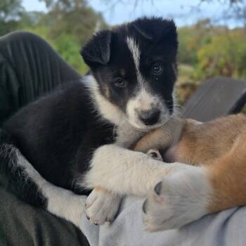 Rescue Australian Shepherd and Mixed Breed Dogs for Adoption in Chattanooga, Tennessee - Daytona | PetCurious