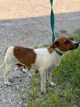 June Buggy -  Jack Russell Terrier Dog for Adoption in Aurora, Indiana - June Buggy | PetCurious
