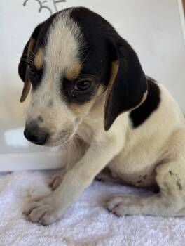 Autumn Imogene: Pending -  Foxhound Dog for Adoption in Rustburg, Virginia - Autumn Imogene: Pending | PetCurious
