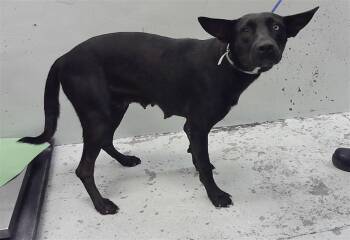 NEBULA -  Catahoula Leopard Dog and Mixed Breed Dog for Adoption in Houston, Texas - NEBULA | PetCurious