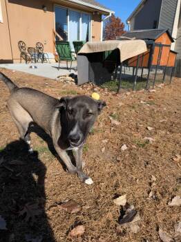 Rescue Pit Bull Terrier and Husky Dogs for Adoption in Kansas City, Missouri - Sissy | PetCurious