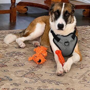 Royal aka Tazie -  Mixed Breed and Border Collie Dog for Adoption in Brookshire, Texas - Royal Aka Tazie | PetCurious