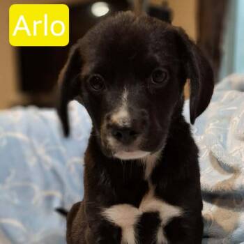 Arlo -  Labrador Retriever and Mixed Breed Dog for Adoption - Arlo | PetCurious
