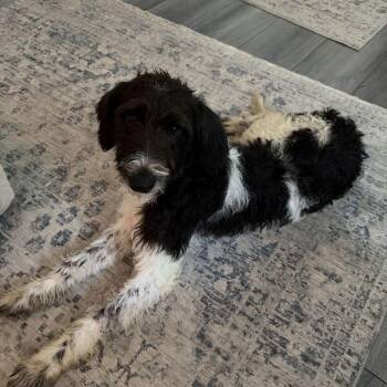 Lucinda -  Terrier and Poodle Dog for Adoption in Raleigh, North Carolina - Lucinda | PetCurious