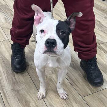 Mixed Breed Dogs Available for Adoption - Ira | PetCurious