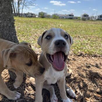 Pit Bull Terrier Dogs Available for Adoption - Cream | PetCurious