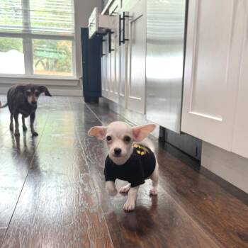 Cheeewaaawaa_2 -  Chihuahua Dog for Adoption in Austin, Texas - Cheeewaaawaa_2 | PetCurious