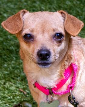 Rosalind -  Chihuahua Dog for Adoption in Kennesaw, Georgia - Rosalind | PetCurious