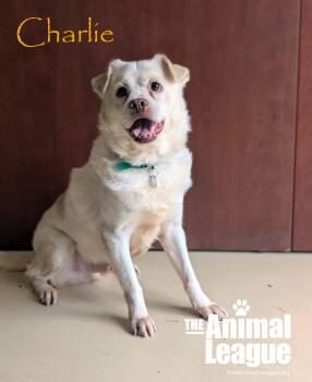 Charlie -  Labrador Retriever Dog for Adoption in Groveland, Florida - Charlie | PetCurious