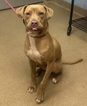 Tenzin -  Mixed Breed Dog for Adoption in Chamblee, Georgia - Tenzin | PetCurious