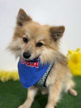 Pomeranian and Chihuahua Dogs Available for Adoption in Carlsbad, California - Hershey | PetCurious