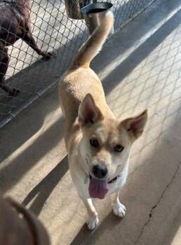 Timber -  Husky and Shepherd Dog Available for Adoption in Hartsville, South Carolina - Timber | PetCurious
