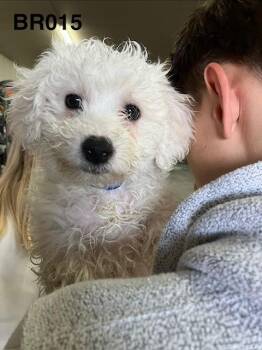 Jameson 015 -  Bichon Frise Dog for Adoption in Boone, Colorado - Jameson 015 | PetCurious