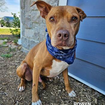 Pit Bull Terrier and Mixed Breed Dogs Available for Adoption in Madisonville, Tennessee - Rowen | PetCurious