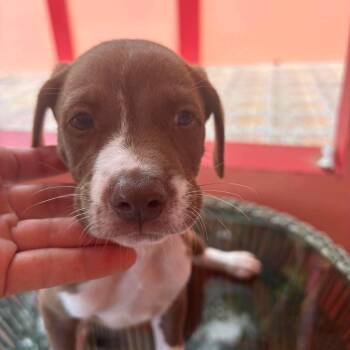 Frankie -  Labrador Retriever Dog for Adoption in Rincón, Rincón - Frankie | PetCurious