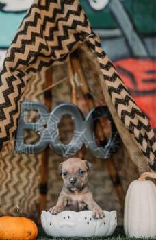 Rescue Pit Bull Terrier Dogs for Adoption in Vandergrift, Pennsylvania - CLARICE. Tinycauseadopt@gmail.com | PetCurious