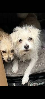 Rescue Maltese and Terrier Dogs for Adoption in Citrus Heights, California - Missy And Rosie - The Darling Pair | PetCurious