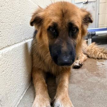 Humphrey -  German Shepherd Dog Dog for Adoption in Palestine, Texas - Humphrey | PetCurious
