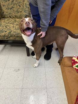 Olin -  Australian Shepherd and Bulldog Dog for Adoption in Oakland, Maryland - Olin | PetCurious