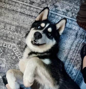 Husky Dogs Available for Adoption in Groveland, Massachusetts - Koba | PetCurious