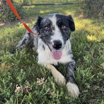 Dolly -  Australian Shepherd and Border Collie Dog for Adoption in Lexington, Nebraska - Dolly | PetCurious