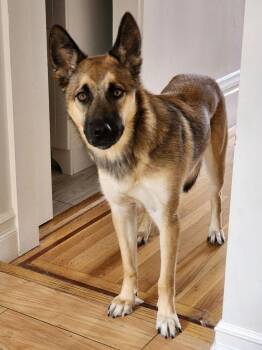 Seamus -  Belgian Shepherd Malinois and Husky Dog for Adoption in Pleasant Hill, California - Seamus | PetCurious