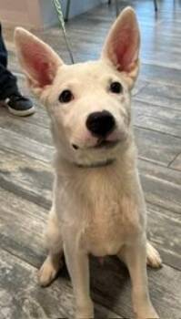 Goliath Yrly 369 -  Great Pyrenees and Labrador Retriever Dog for Adoption in Sidney, Ohio - Goliath Yrly 369 | PetCurious