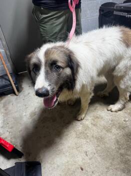 Earl Sinclair -  Mixed Breed Dog for Adoption in Shelbyville, Tennessee - Earl Sinclair | PetCurious