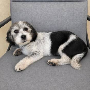 Shih Tzu Dogs Available for Adoption in Tucson, Arizona - Geno | PetCurious