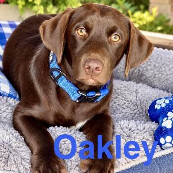 Oakley -  Labrador Retriever and Corgi Dog for Adoption in Austin, Texas - Oakley | PetCurious