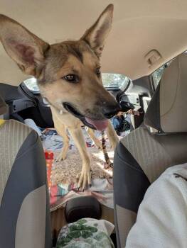 German Shepherd Dog Dogs Available for Adoption in Wildomar, California - Mimi | PetCurious