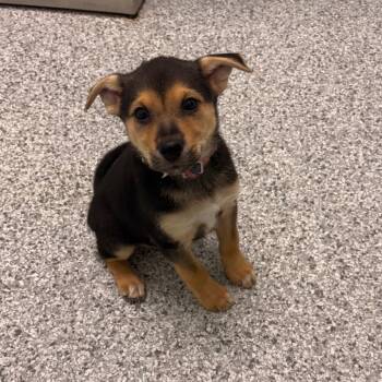 Nevada -  Mixed Breed Dog for Adoption in Clavet, Saskatchewan - Nevada | PetCurious